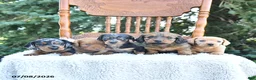 Miniature Dachshund dogs for sale: Callie   EXTRA SMALL - Ad 5