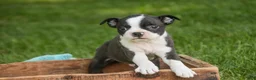 Boston Terrier dogs for sale: Bruce Boston Terrier  - Ad 5