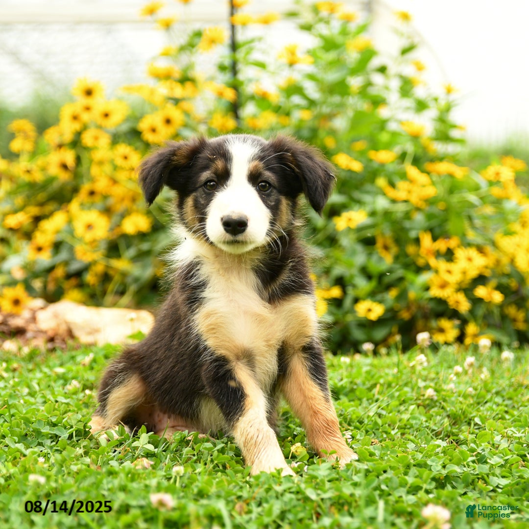 Border Collie St Bernard Australian Shepherd German Shepherd Saint - Main Image