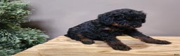 Mini Bernedoodle dogs for sale: Klaus - Ad 15