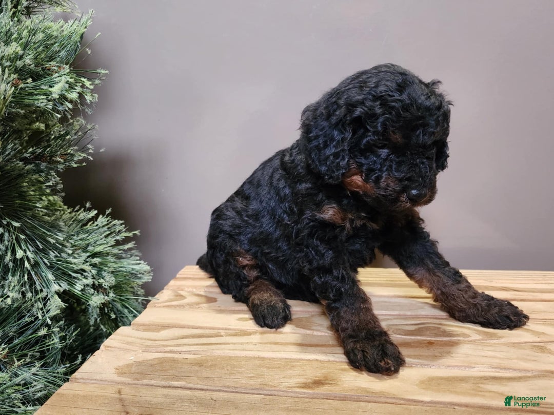 Mini Bernedoodle dogs for sale: Klaus - Ad 15
