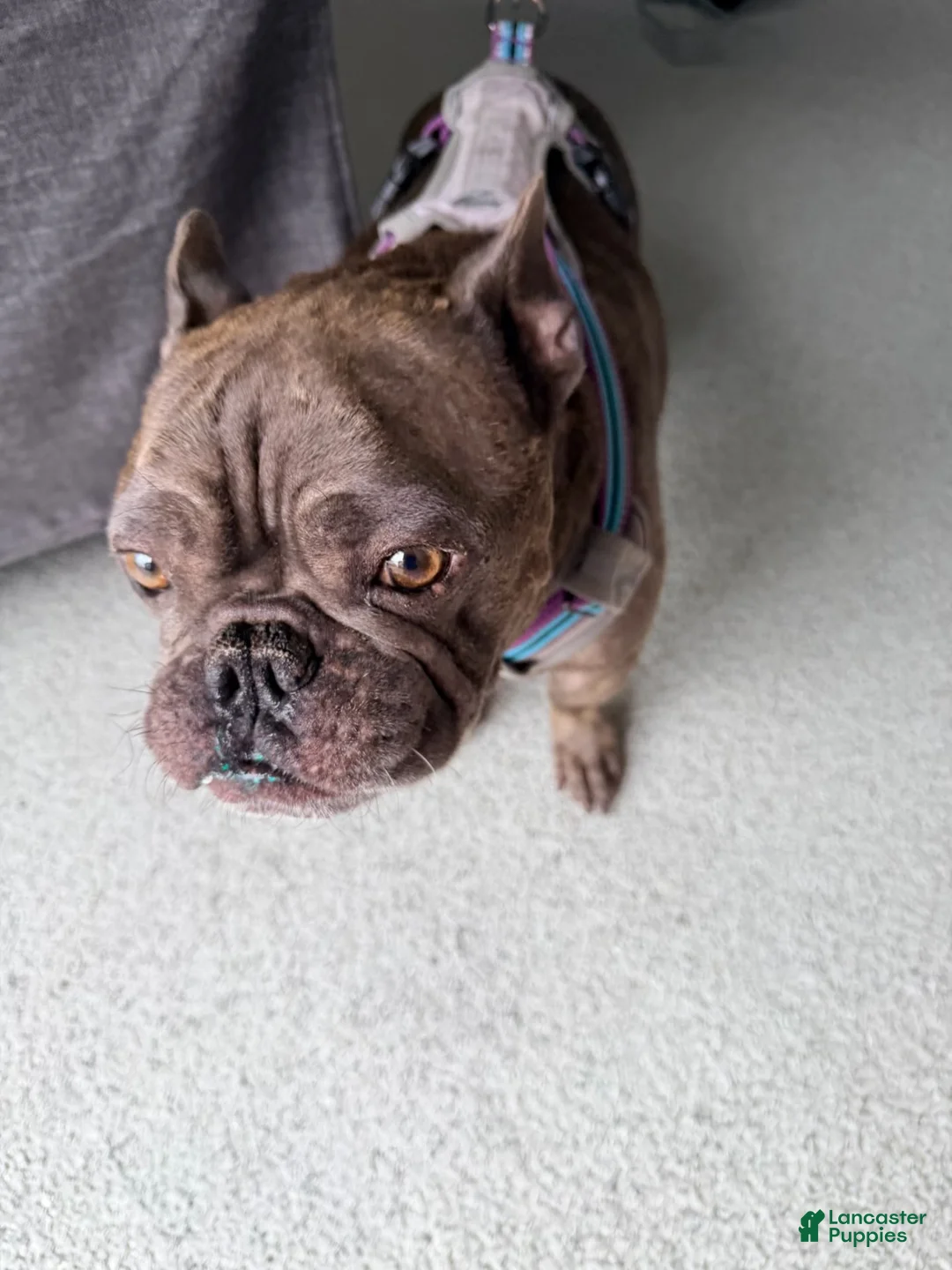 French Bulldog dogs for sale: French Bulldog 1 - Ad 2