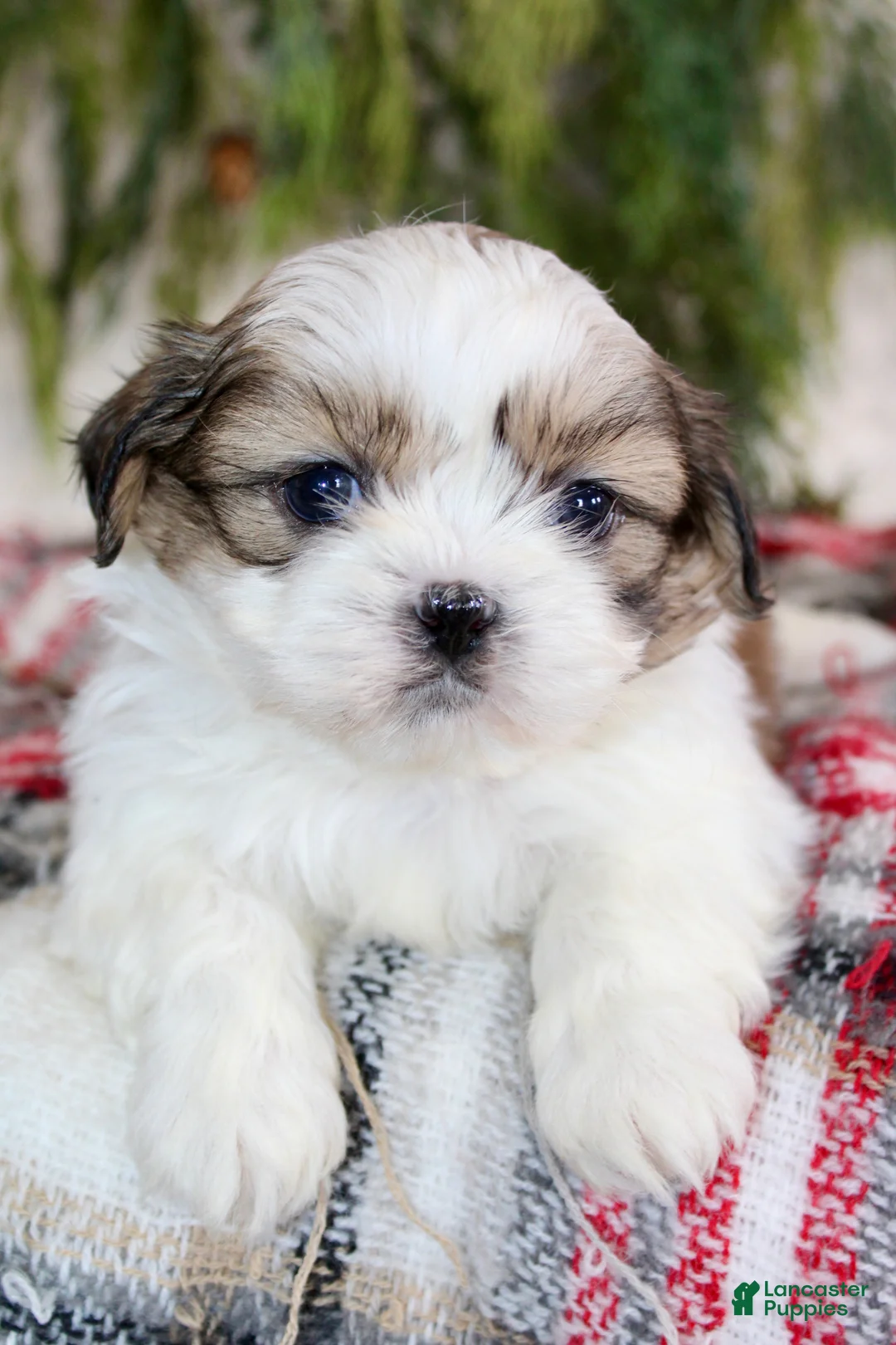 Shih Tzu dogs for sale: Shih Tzu Puppy 2 - Ad 1