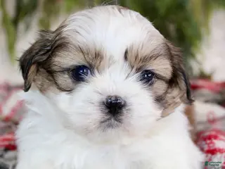 Shih Tzu dogs Shih Tzu Puppy 2 - Ad 5