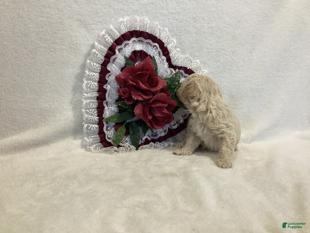 Maltipoo dogs for sale: Crispie - Ad 3