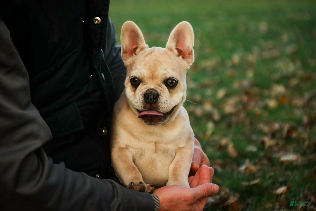 French Bulldog dogs for sale: Addie - Ad 2