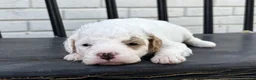 Mini Goldendoodle dogs for sale: Mozzarella - Ad 3