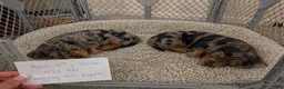 Miniature Dachshund dogs for sale: Willow - Ad 9