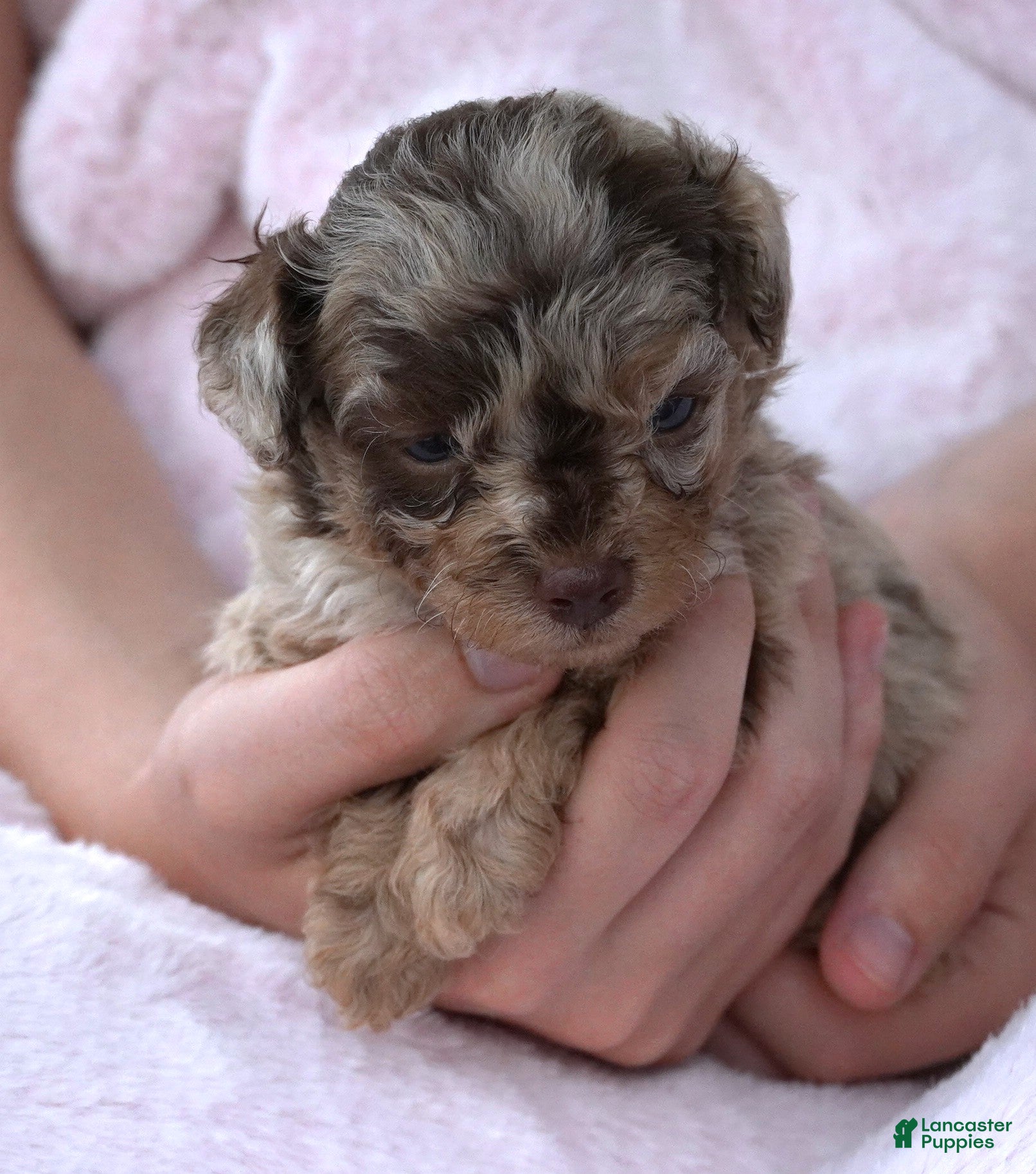 Mini Aussiedoodle dogs F1B Tiny Toy Chocolate Merle Female - Ad 1