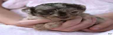 F1B Tiny Toy Chocolate Merle Female