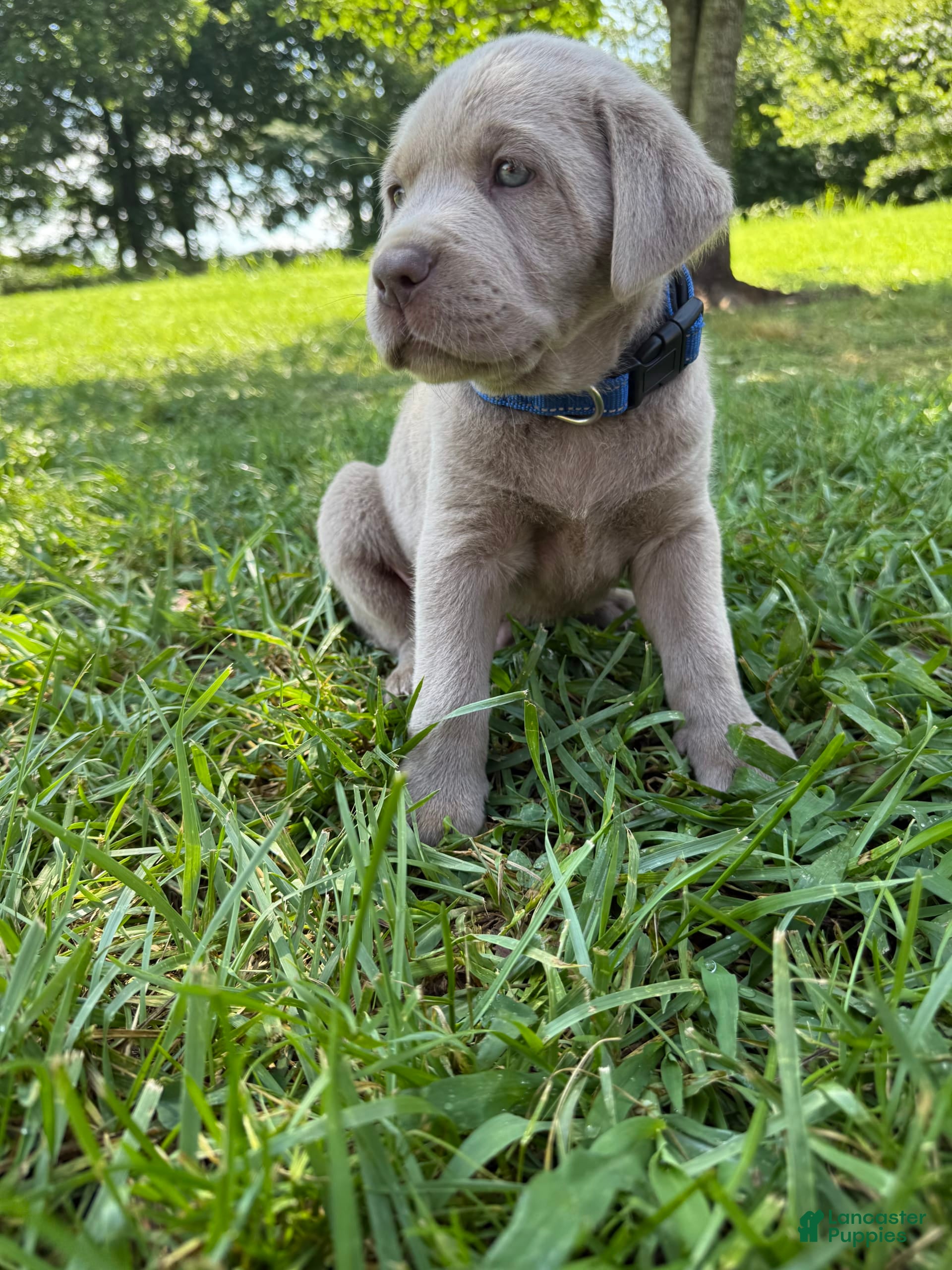 Doggy Labrador Retriever Puppies For Adoption Near Me Labrador