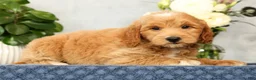 Mini Goldendoodle dogs for sale: Onyx - Ad 4