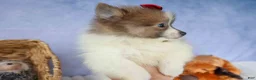 Pomeranian dogs for sale: Everest🐾 - Ad 4