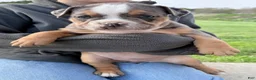 Olde English Bulldogge dogs for sale: Olde English Bulldogge Puppy 7 - Ad 11