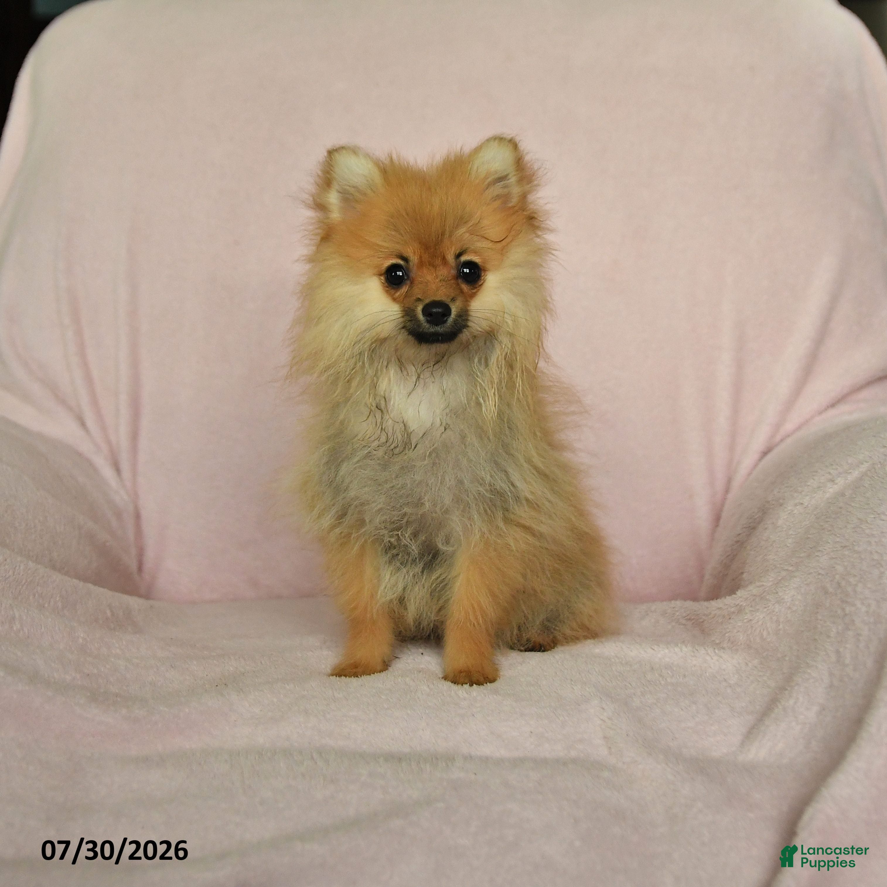 Pomeranian dogs Abby - Ad 1