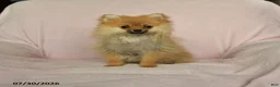 Pomeranian dogs for sale: Abby - Ad 1