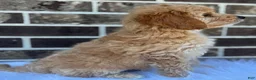 Mini Goldendoodle dogs for sale: Mini Goldendoodle 2 - Ad 3