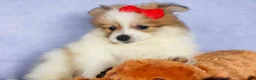 Pomeranian dogs for sale: Eric🐾 - Ad 13
