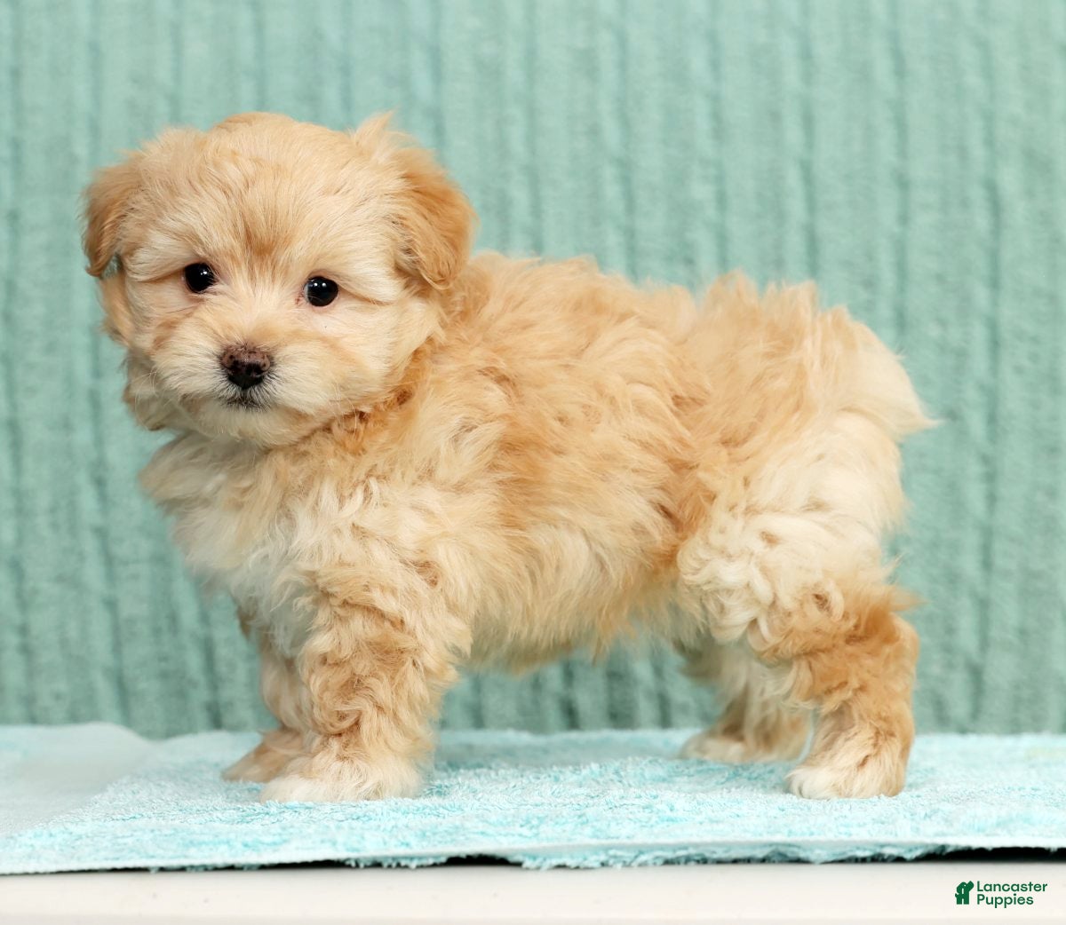 Pomapoo dogs Tinker - Ad 19