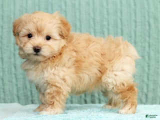 Pomapoo dogs Tinker - Ad 17