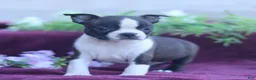 Boston Terrier dogs for sale: Mocha  - Ad 3