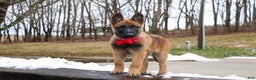 Belgian Malinois dogs for sale: Angel - Ad 12