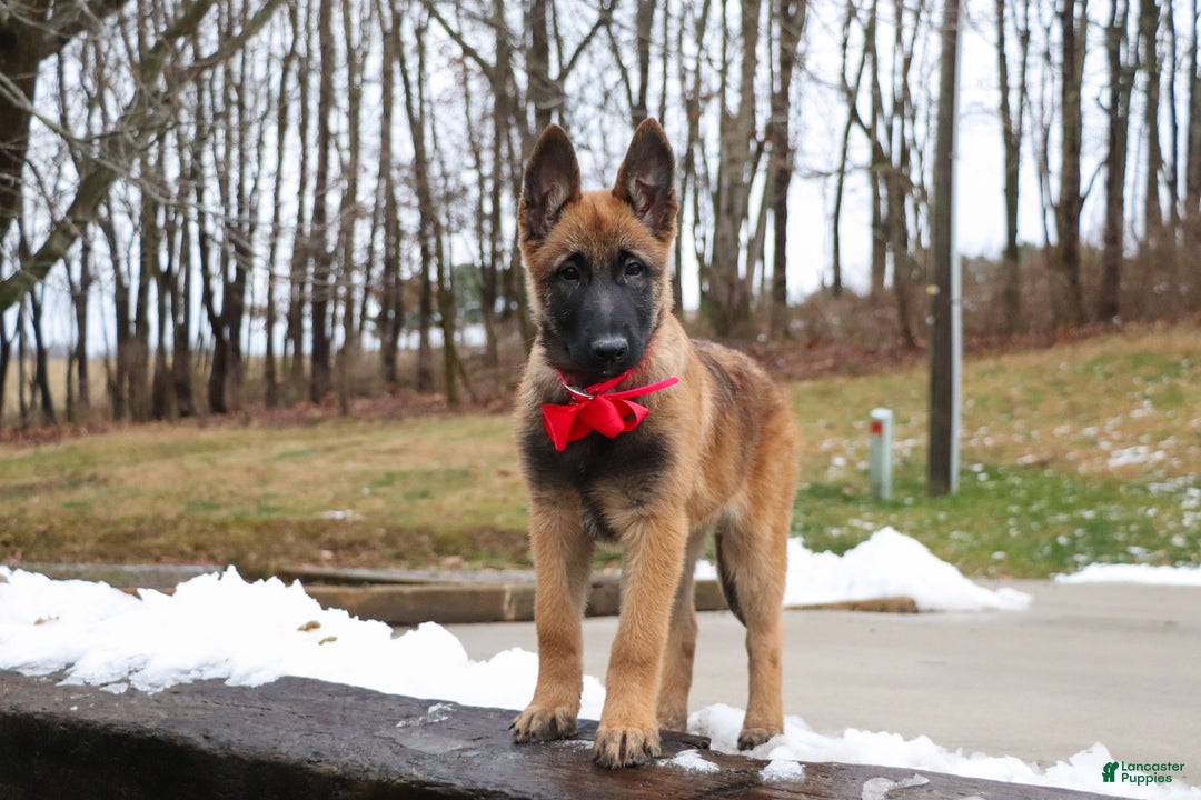 Belgian Malinois dogs for sale: Angel - Ad 12