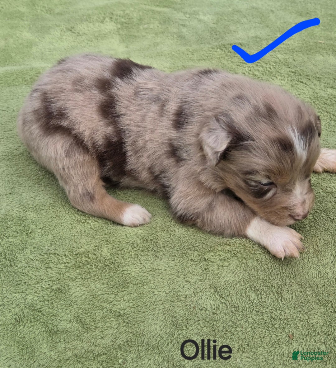 Australian Shepherd dogs for sale: Ollie - Ad 3