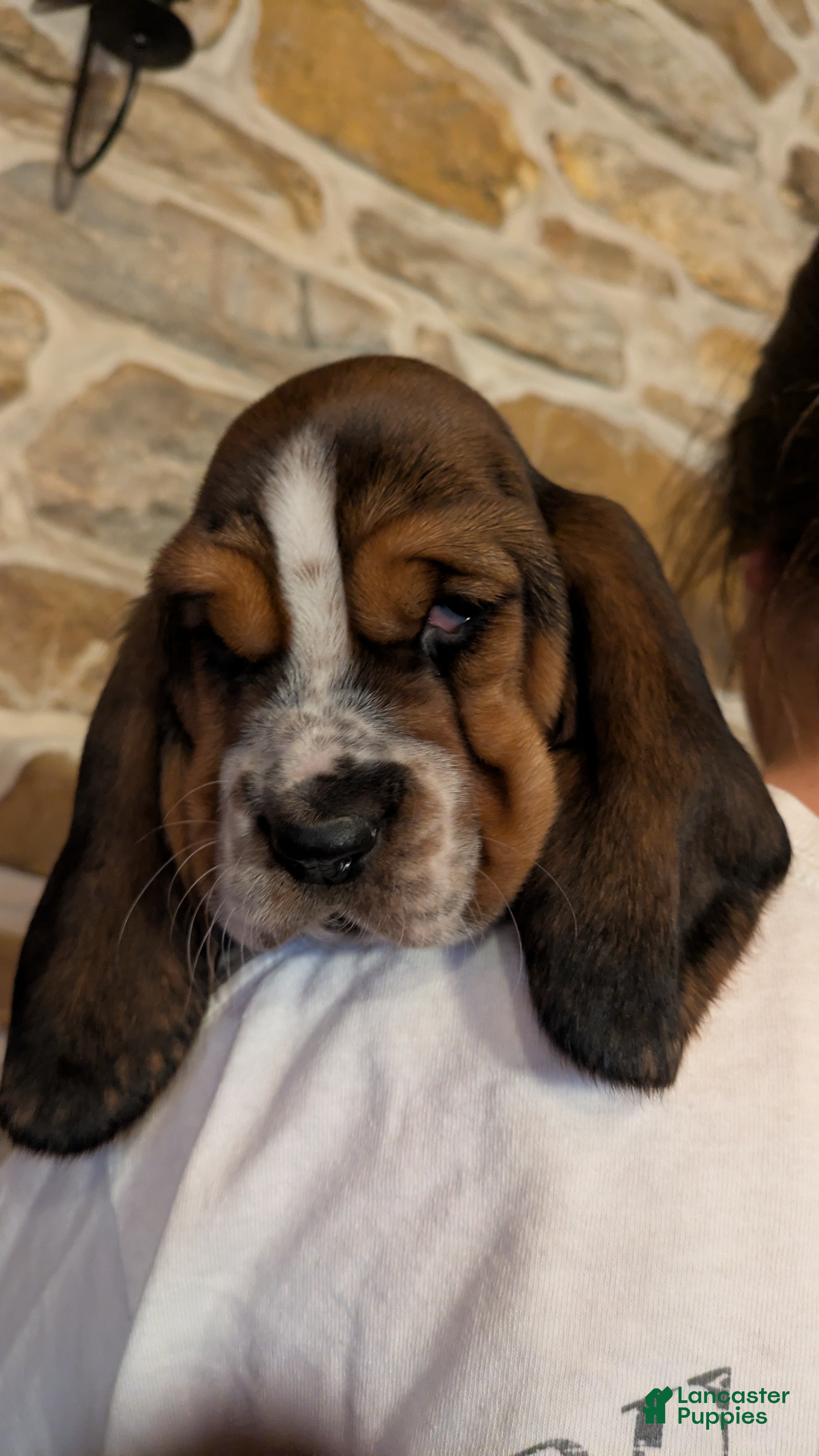 Basset Hound dogs Sondra - Ad 23