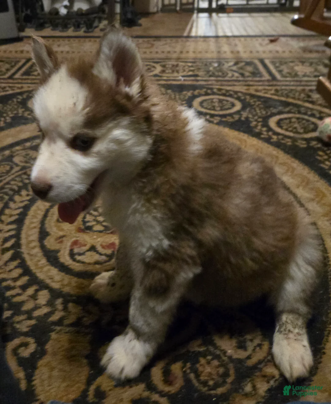 Siberian Husky dogs for sale: Bonnie - Ad 4