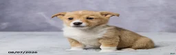 Welsh Corgi Pembroke dogs for sale: Abby - Ad 4