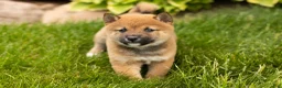 Shiba Inu dogs for sale: Jasper  - Ad 4