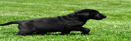 Labrador Retriever dogs for sale: Parker - Ad 7