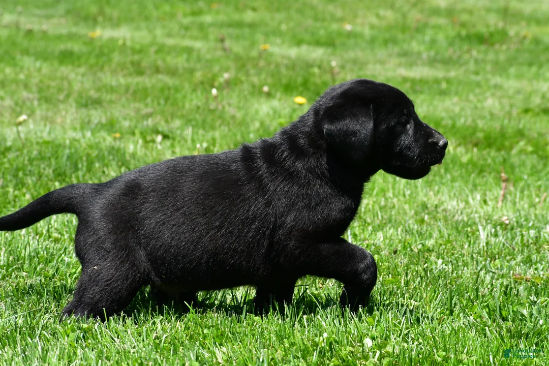 Labrador Retriever dogs for sale: Parker - Ad 7