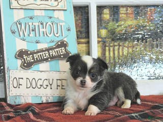 Chihuahua dogs Cupid - Ad 17