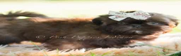 Shih Tzu dogs for sale: Astoria - Ad 4