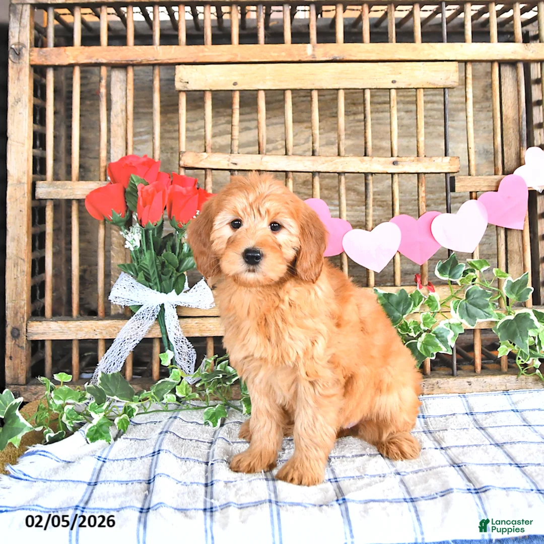 Mini Goldendoodle dogs for sale: Molly - Ad 4