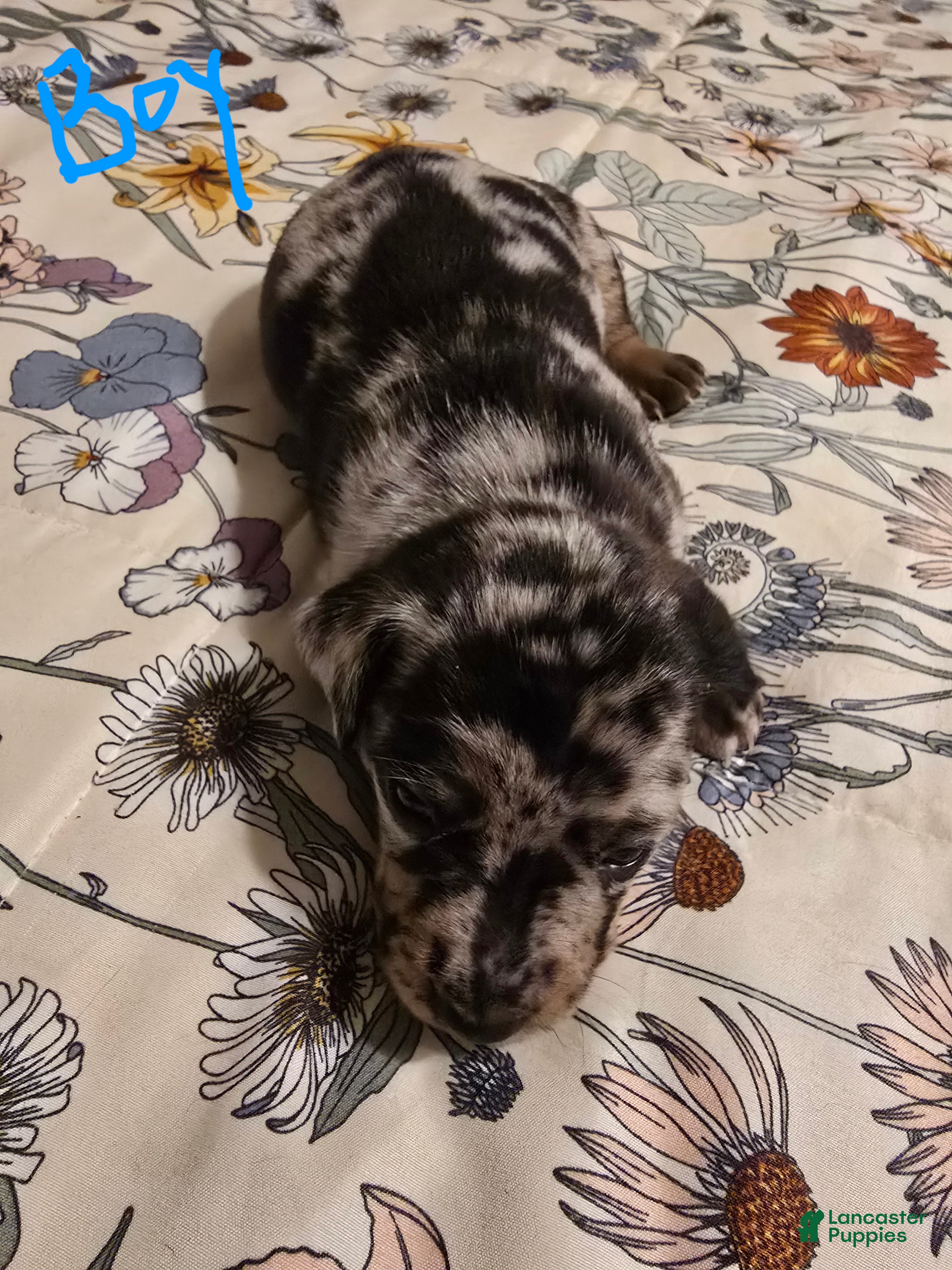 Mixed Breed dogs Mixed Breed Puppy 1 - Ad 29