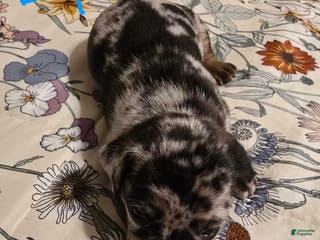 Mixed Breed dogs Mixed Breed Puppy 1 - Ad 29