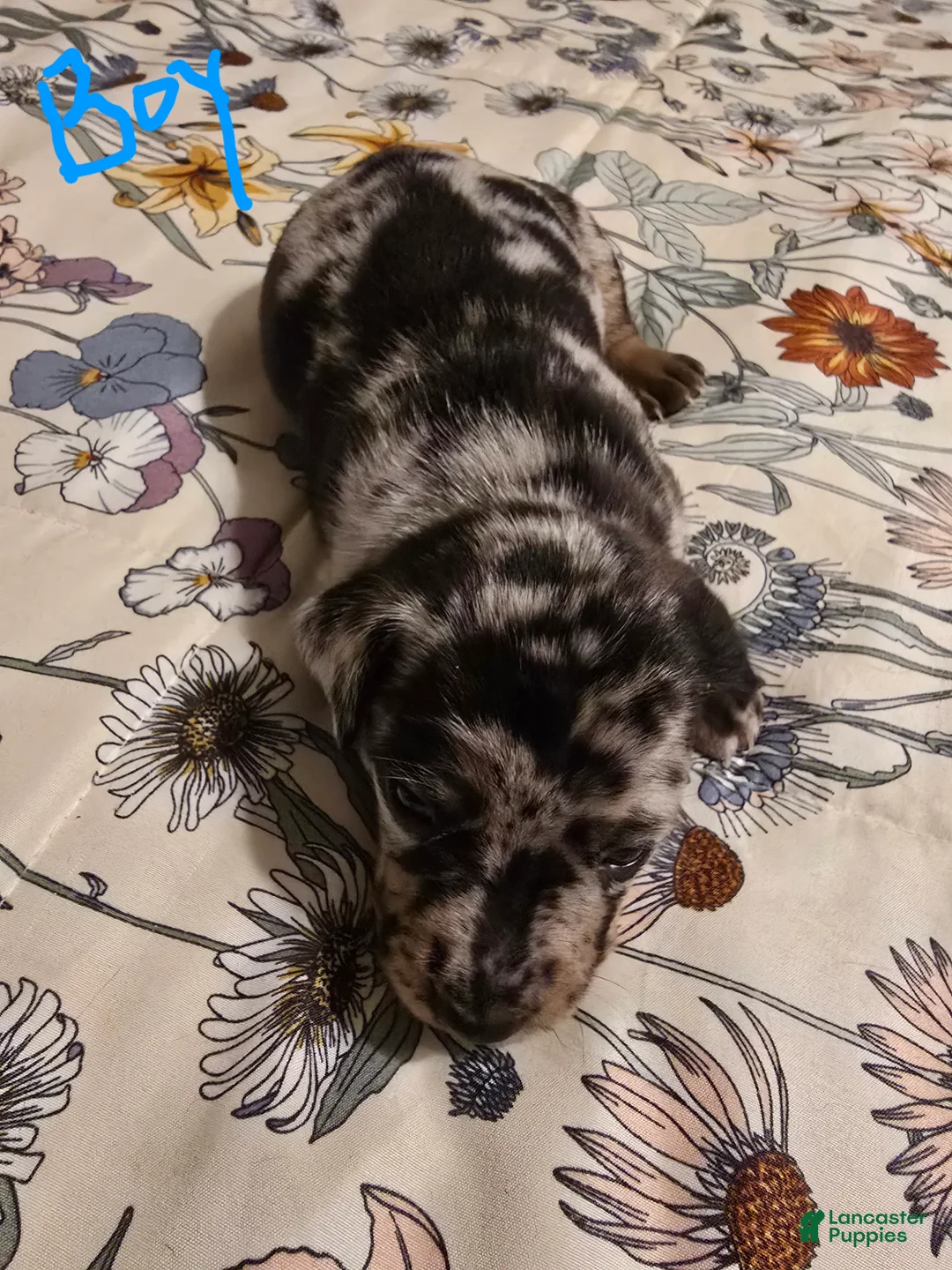 Mixed Breed dogs for sale: Mixed Breed Puppy 1 - Ad 1