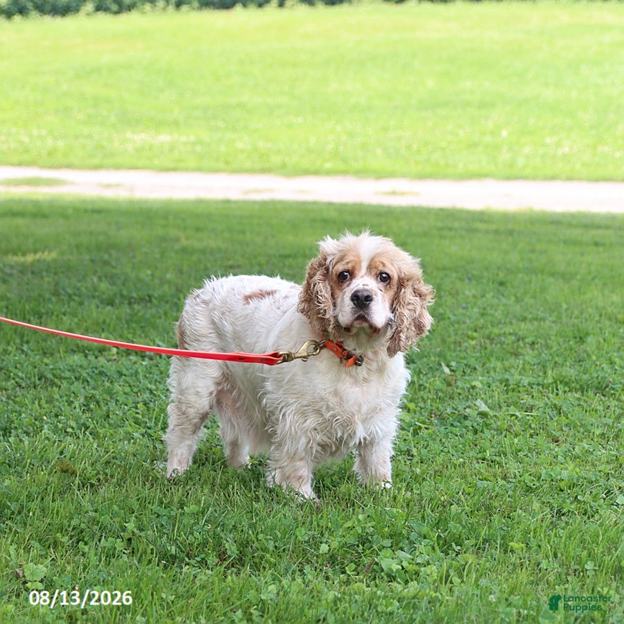 English Cocker Spaniel dogs Princess - Ad 1