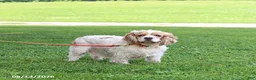 English Cocker Spaniel dogs for sale: Princess - Ad 1