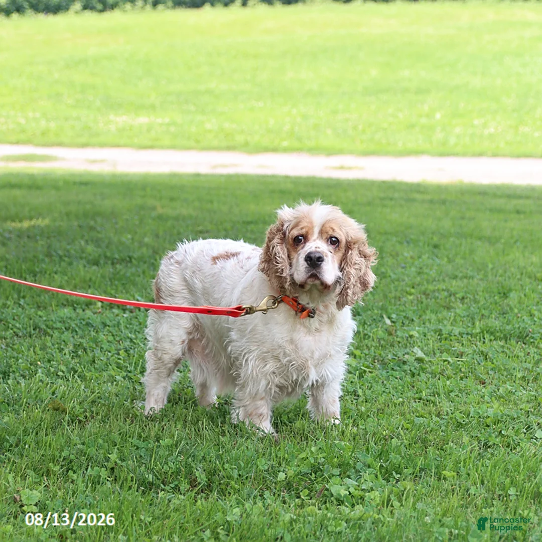 English Cocker Spaniel dogs for sale: Princess - Ad 1