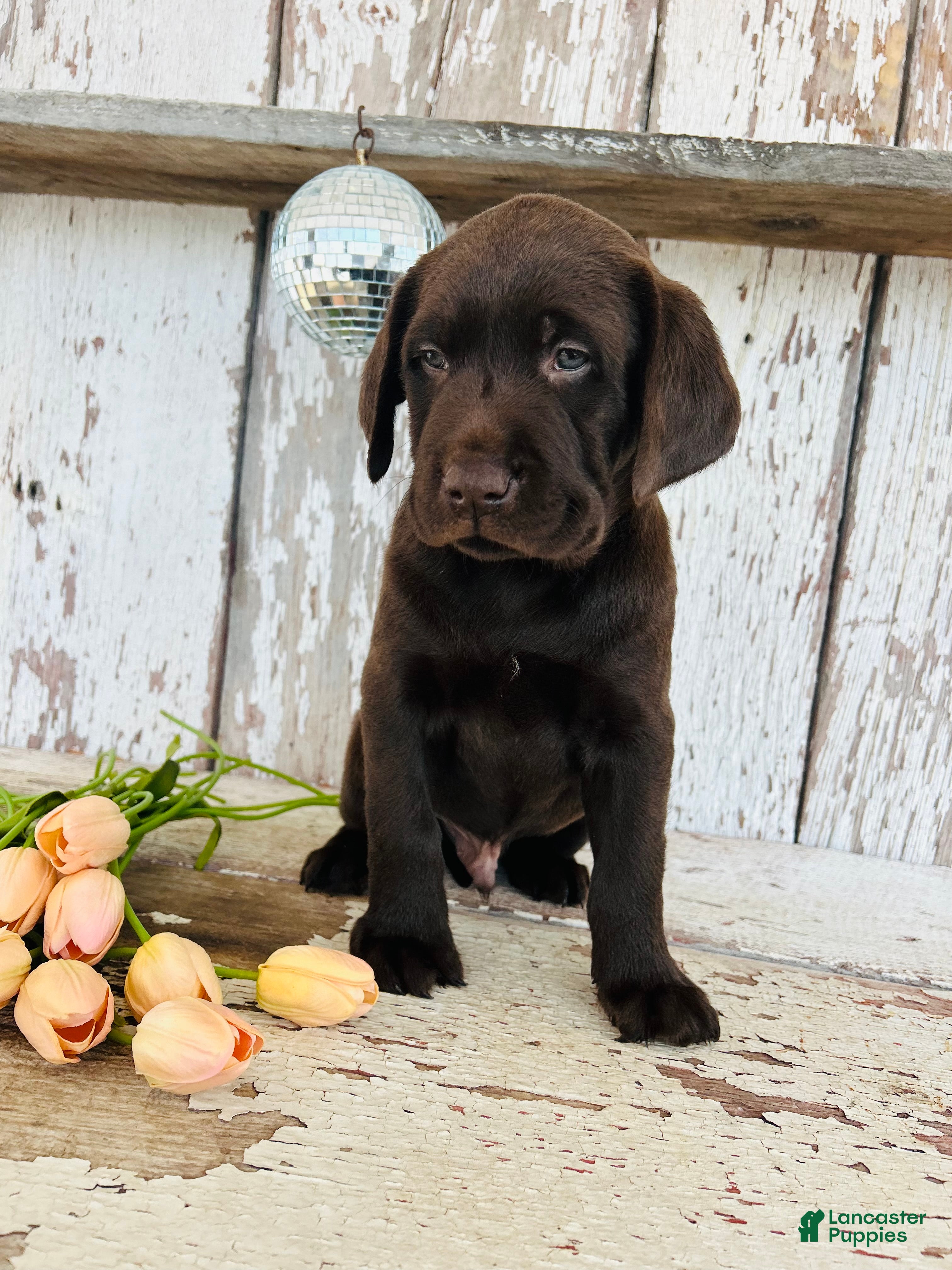 Labrador Retriever dogs Duke - Ad 1