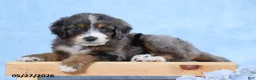 Mini Bernedoodle dogs for sale: Winston - Ad 5