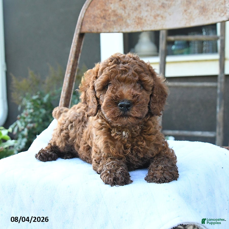 Toy Poodle dogs Rusty - Ad 1