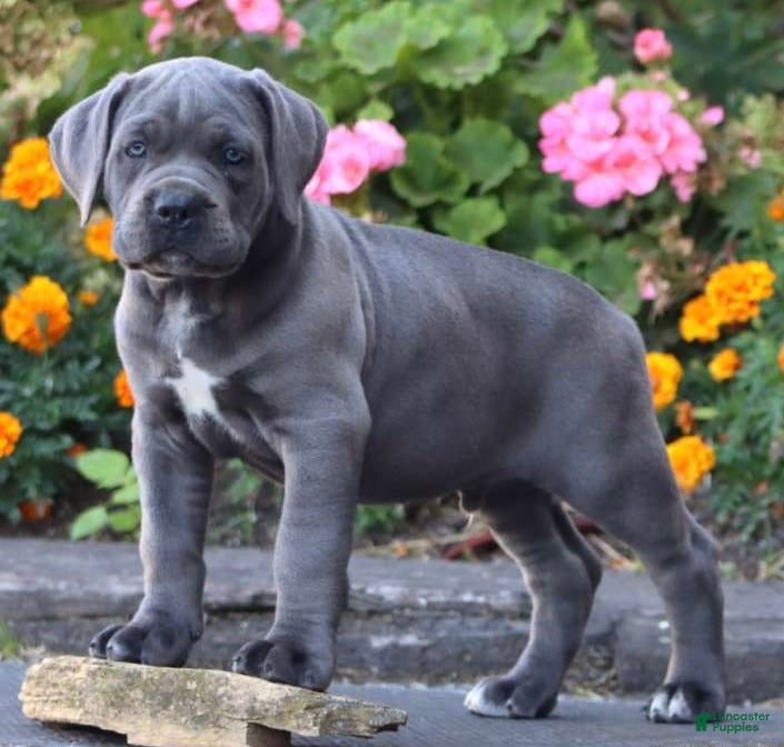 Cane Corso dogs  Mr Simba - Ad 2
