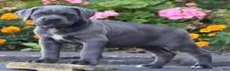 Cane Corso dogs for sale:  Mr Simba - Ad 2