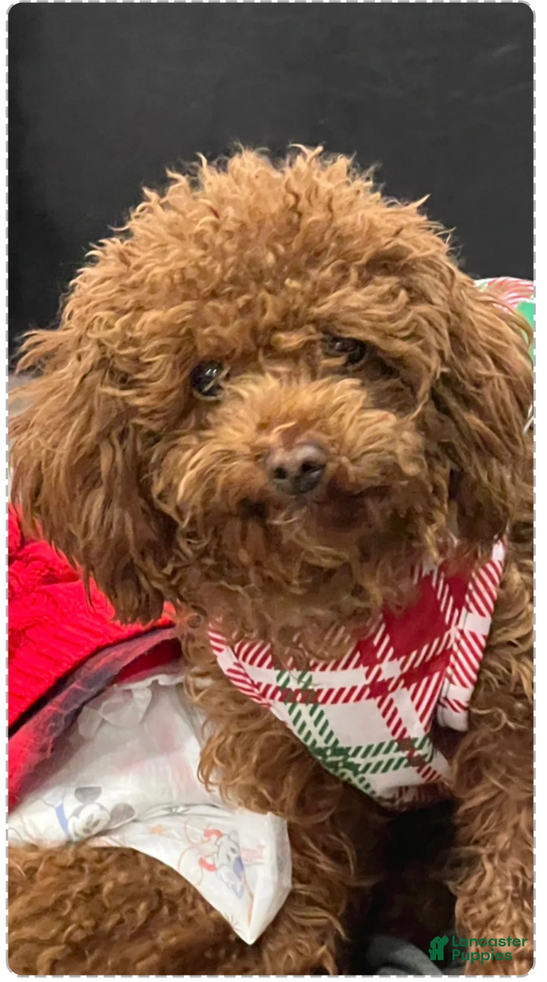 Toy Poodle dogs for sale: Toy Poodle Puppy 1 - Ad 2