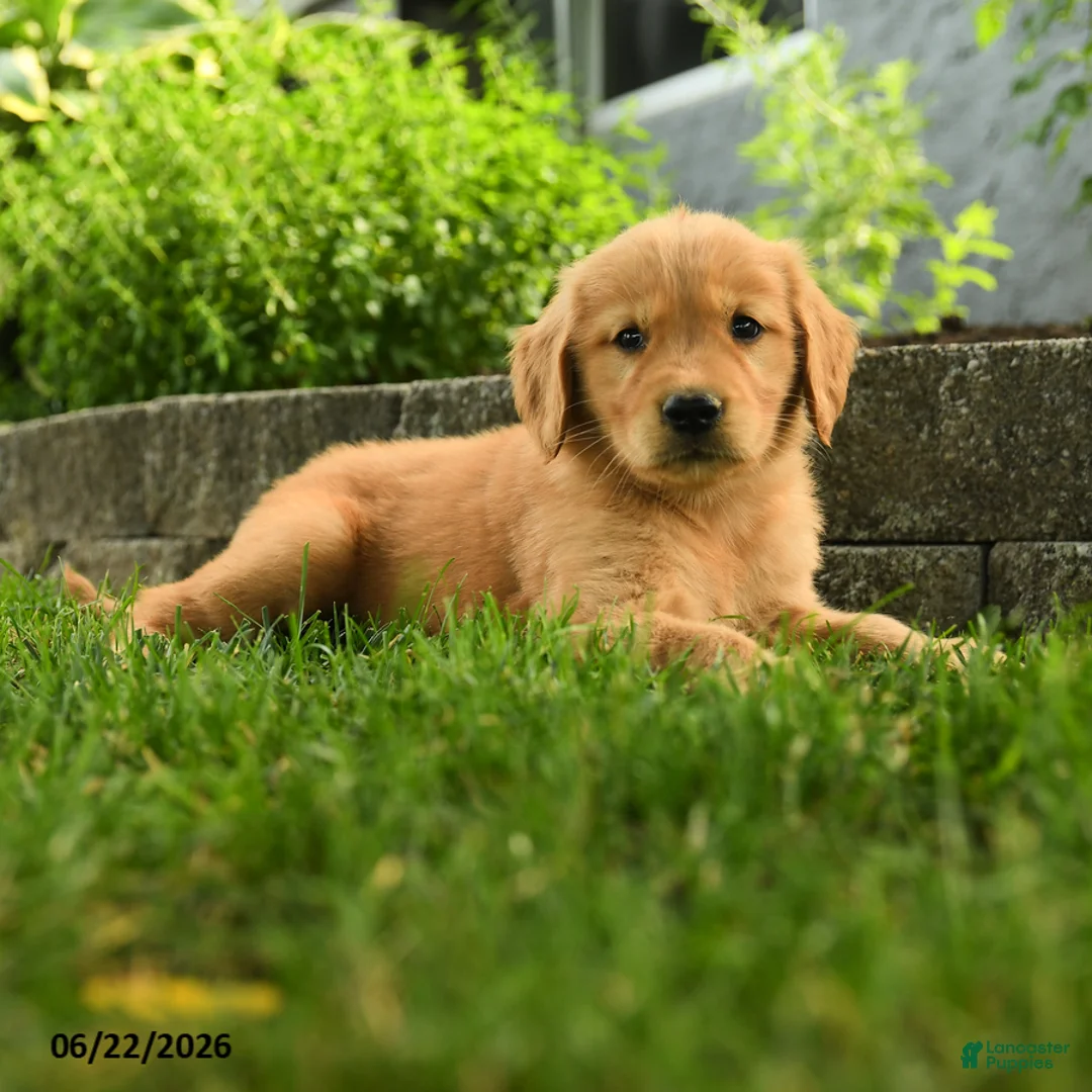 Golden Retriever dogs for sale: Penny - Ad 3